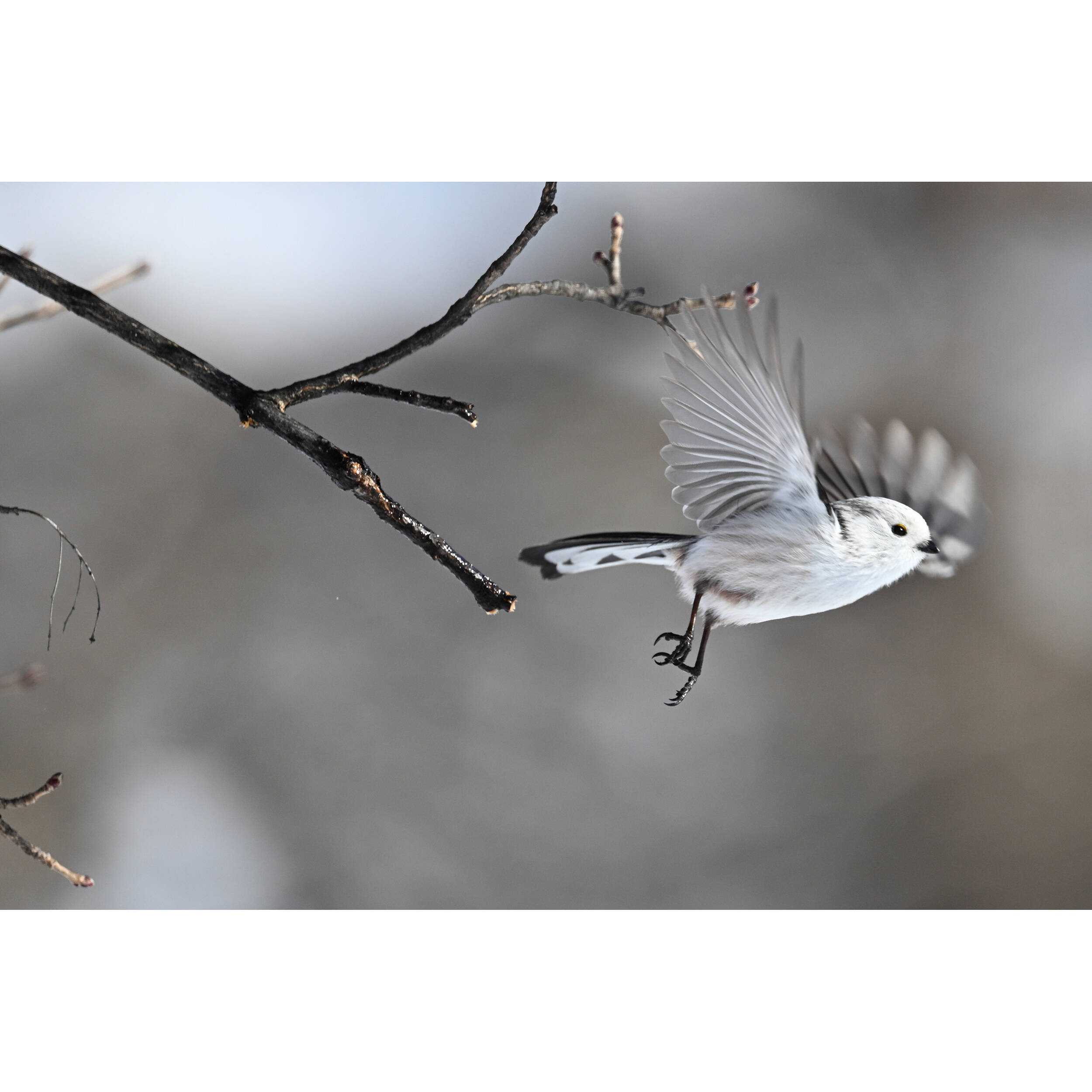 1718627622_IMG_2264826