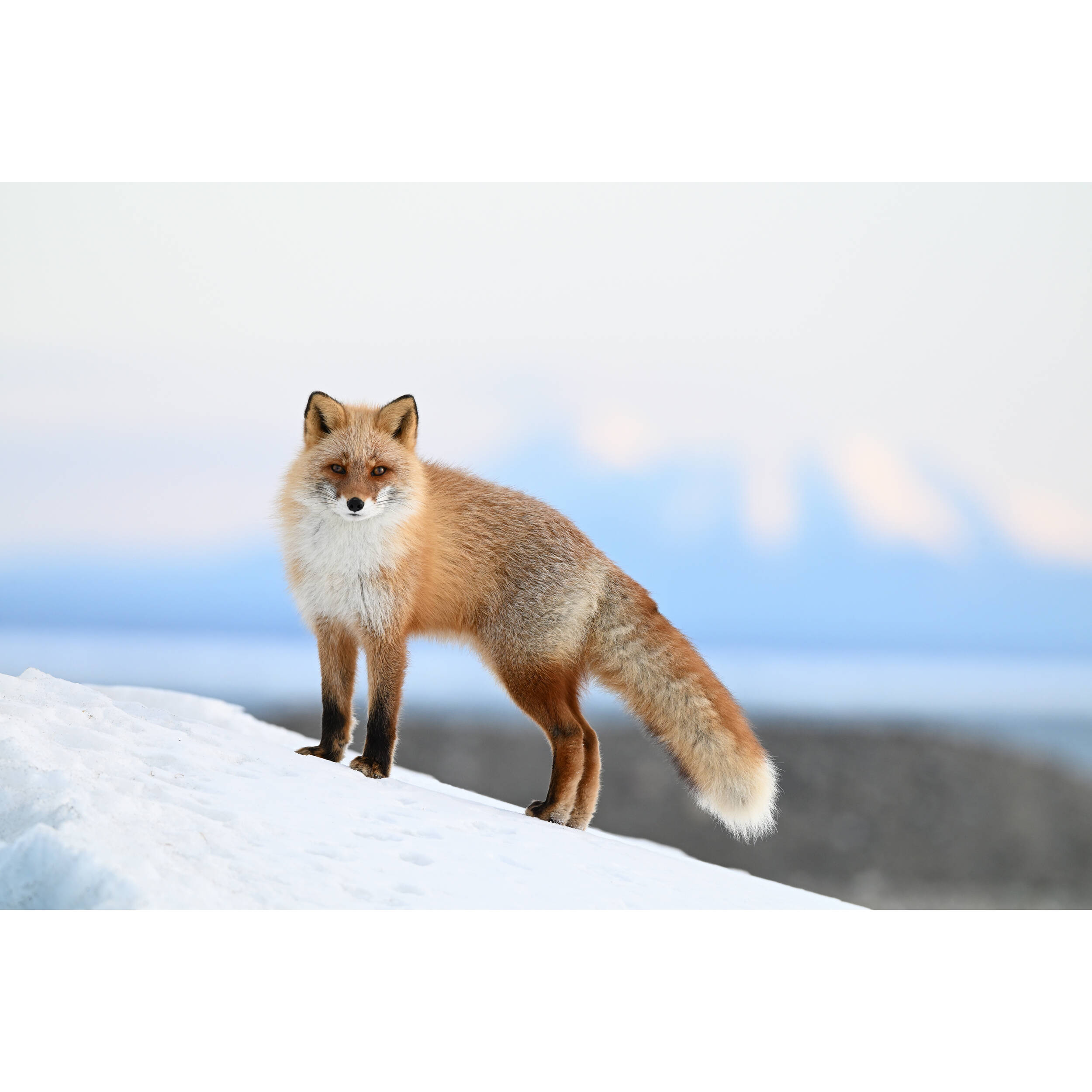 1718627622_IMG_2264827