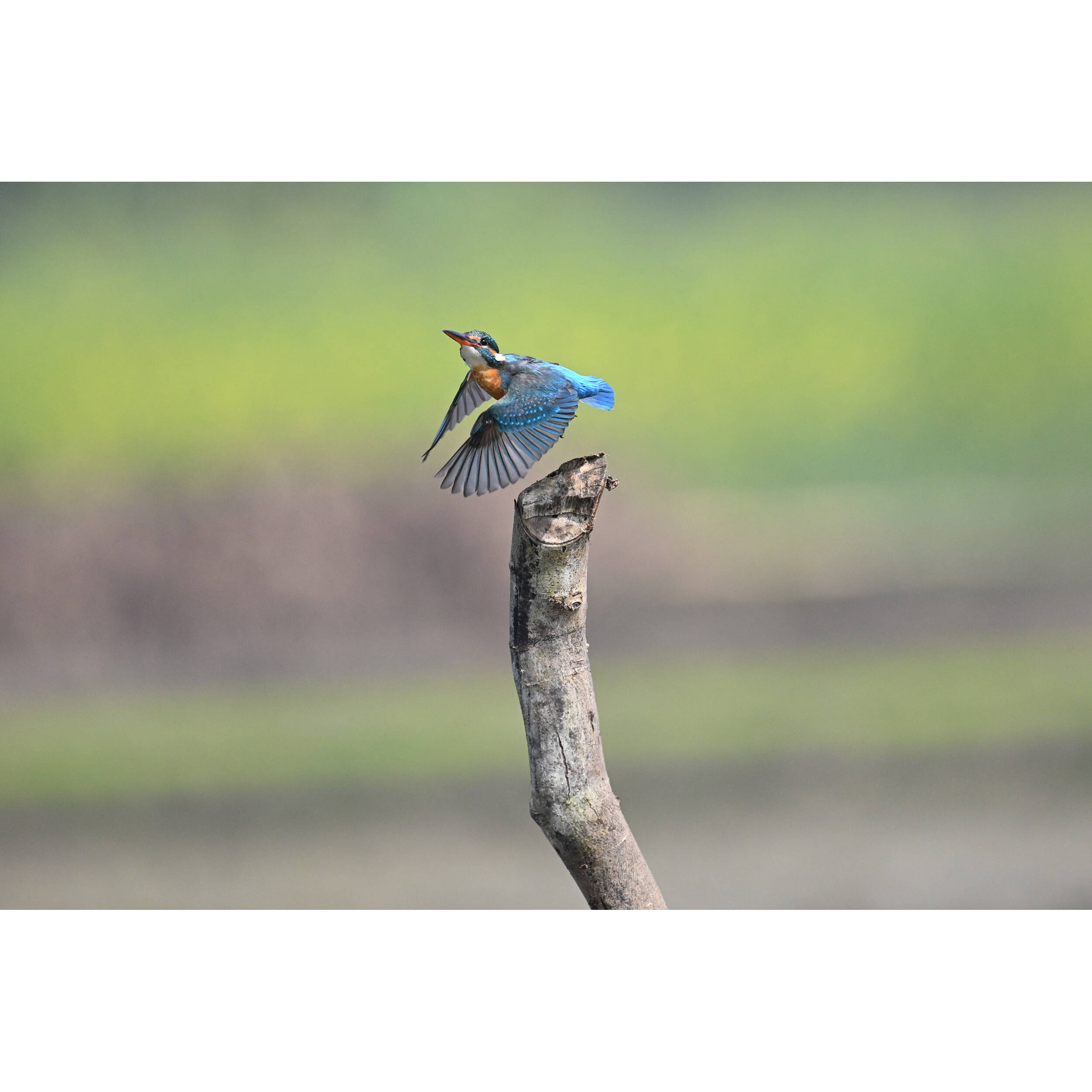 1718627622_IMG_2264829